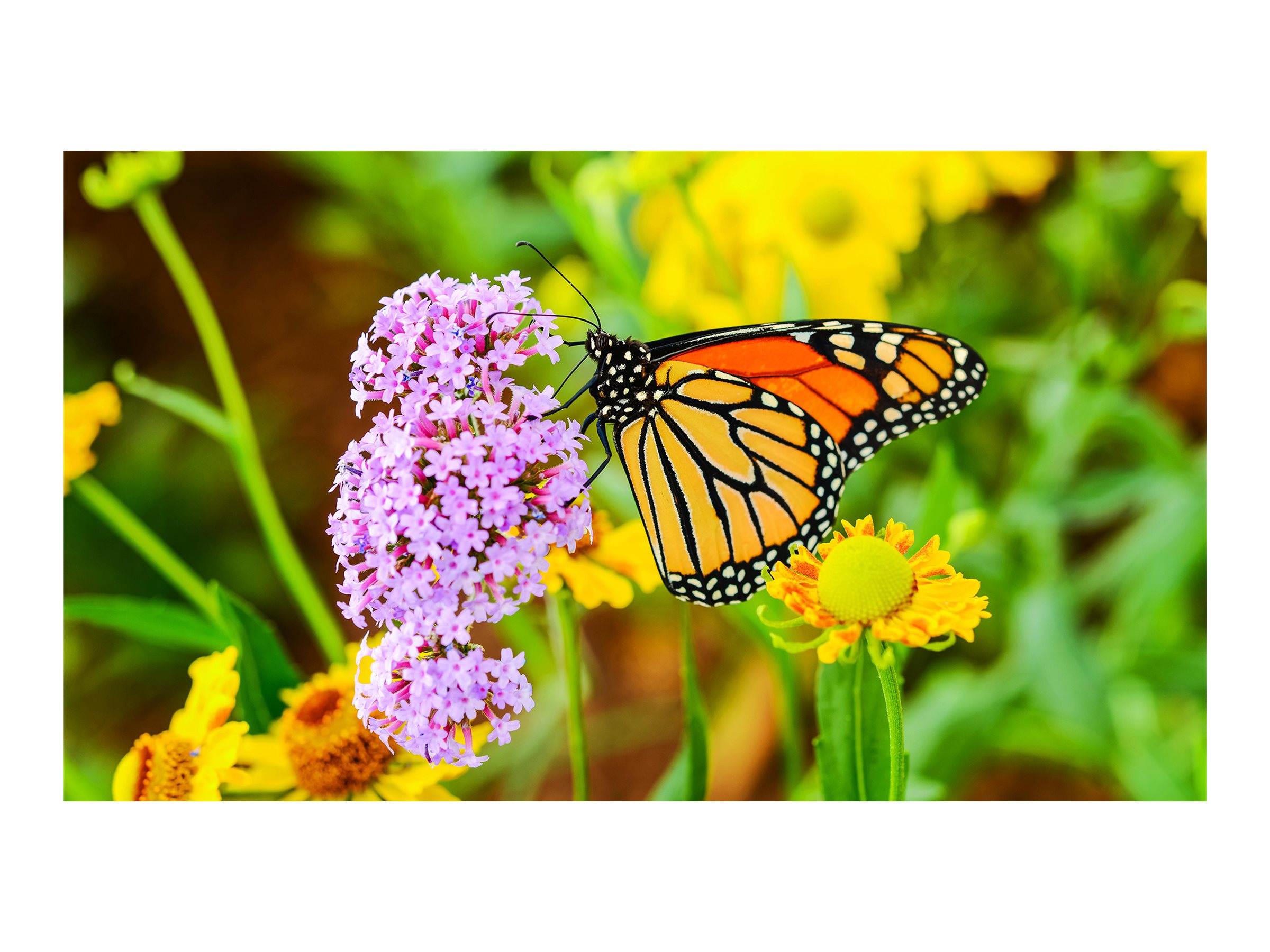 NEC MultiSync UN552S 55" Digital skiltning 1920 x 1080